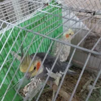 یک جفت عروس هلندی جوجه رسون