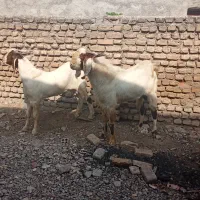 دوتا نر بز چاق|حیوانات مزرعه|گرگان, |دیوار
