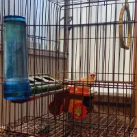 یکجفت فنچ Zebra و سفید با وسایل و قفس