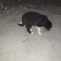 واگذاری توله قدرجونی اصیل