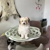 دنبال نژاد شیتزو نر میگردم واسه جفت زدن