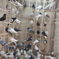 کبوتر دسته ۹۰تایی|پرنده|الوند, |دیوار