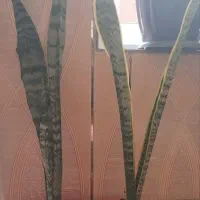 گل های آپارتمانی