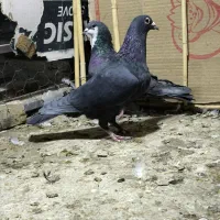 سه عدد نر زاغ کرمانی ریش و سرخ|پرنده|زاهدان, |دیوار