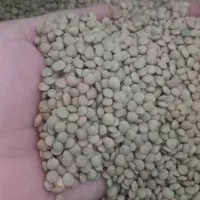 عدس درجه یک پزا