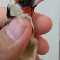 سهره نر عالی به شرط