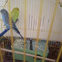 مرغ عشق  جفت ویکی هم تک ماده