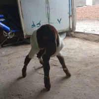 بزغاله 3 روزه|حیوانات مزرعه|تربت‌حیدریه, باغ سلطانی|دیوار