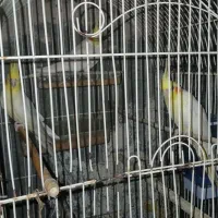 عروس هلندی بالغ جوجه داده فروش فوری