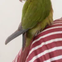 گرینچیک آناناسی