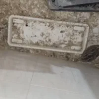 بلدرچین تخم گذار