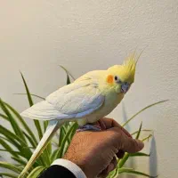 عروس هلندی پاریس ملنگو مرغ مینا طوطی|پرنده|شاهینشهر, فردوسی|دیوار