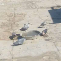 کفترافغانی|پرنده|بندر ماهشهر, |دیوار