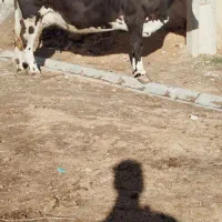 گاو سمینتال ابستن شکم دوم 24روز تا زایمان