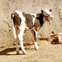 گاو گوساله نر|حیوانات مزرعه|قزوین, |دیوار