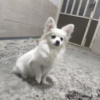 سگ پامر اشپیتز