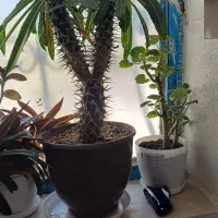 دو عدد حسن یوسف  دونه ۹۰. کاملا سر حال و شاداب|گل و گیاه طبیعی|گلبهار, شهر جدید گلبهار|دیوار