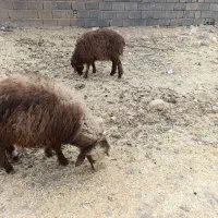 بره لاغر گله آیی مناسب داشت و پروار|حیوانات مزرعه|سرچهان, |دیوار