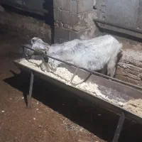 بزبزغاله دار