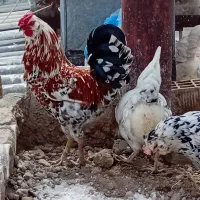 تخم نطفه دار گلین ۱۰۰ درصد اصل و نطفه