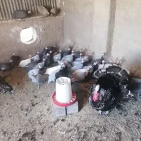 فروش اردک و غاز نر،تخم شاخدار،جوجه خروس،بوقلمون|حیوانات مزرعه|شیراز, نصرآباد|دیوار
