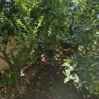 718-متر-زمین-باغ-باغچه-کاسبی-تهراندشت-سهیلیه