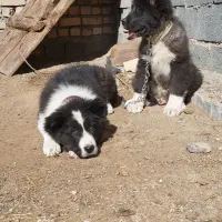 سگ فروشی|سگ|خمین, |دیوار