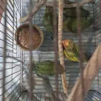 طوطی برزیلی سرلاکی نرم خور|پرنده|قائم‌شهر, |دیوار