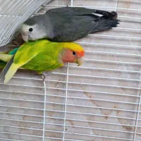 طوطی برزیلی و مرغ عشق|پرنده|رشت, هلال احمر|دیوار