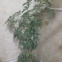 گل طبیعی سرحال|گل و گیاه طبیعی|اسلامشهر, شهرک قائمیه|دیوار