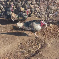 بقلمون محلی