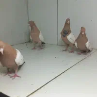 سینه زرد|پرنده|مشهد, عامل|دیوار