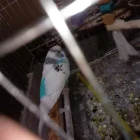 مرغ عشق نر بالغ|پرنده|مسجد سلیمان, |دیوار