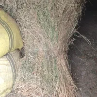 یونجه درجه یک|خدمات باغبانی و درختکاری|مشگین شهر, |دیوار