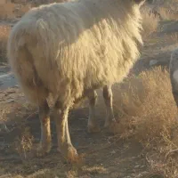 حیوانات مزرعه