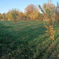 باغچه در طلاتپه|فروش دفتر صنعتی، کشاورزی، تجاری|نوشین شهر, |دیوار