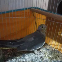 دوعددجوجه عروس هلندی هردوجنسیت نر|پرنده|فردوس (خراسان), |دیوار