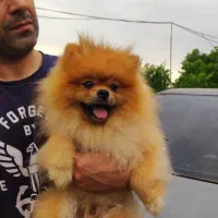 ۸ تا پامرانین بالغ دختر و پسر و‌چندتا توله