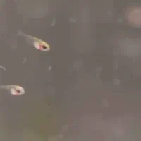 انواع غذاهای زنده ماهی های بالغ و لارو ماهی