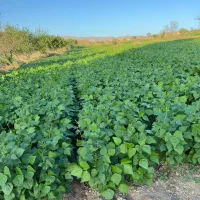 اجاره زمین کشاورزی  ابی|اجارهٔ کوتاه‌مدت ویلا و باغ|زنجان, |دیوار