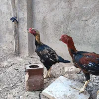 خروس لاری|حیوانات مزرعه|تایباد, |دیوار