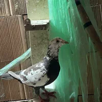 کبوتر