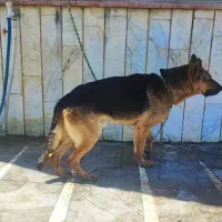 سگ ژرمن