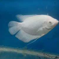 گرامی اسفرانوس آلبینو