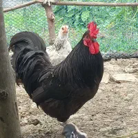 خروس استرالوپ