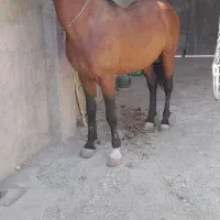 اسب نریان کرد اصیل پرخون|اسب و تجهیزات اسب‌سواری|کاشمر, |دیوار