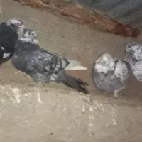 کبوتر فیت مطابق عکس|پرنده|بن, |دیوار