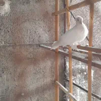 ۵ عدد کفترپریشی خوب به درد بخور بفروش می‌رسد|پرنده|پاکدشت, پاکدشت (مامازند)|دیوار