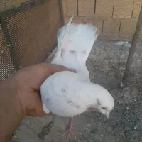 کفترماهرو|پرنده|قدس, شهرک صنعتی زاگرس|دیوار