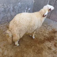 کاور ورن سنجابی